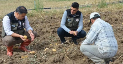 ŞUHUT’TA PATATES HASADI BAŞLADI  