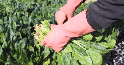 TÜRKİYE'NİN ISPANAK DEPOSUNDA HASAT ZAMANI: TARLADA 4, PAZARDA 20 TL