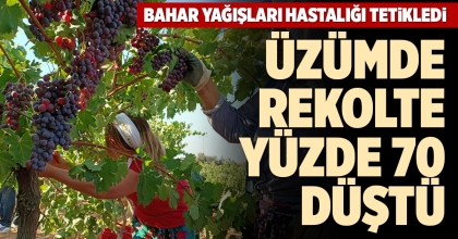 ÜZÜMDE REKOLTE YÜZDE 70 DÜŞTÜ