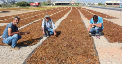 TARİŞ ÜZÜM BİRLİĞİ KURUM ÜZÜM ALIM FİYATINI ARTTIRDI