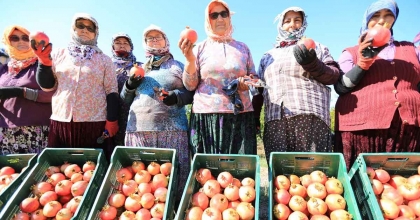 ZEYTİNKÖY’ÜN İLK ‘NAR ŞENLİĞİ’ BU PAZAR YAPILACAK