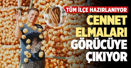 CENNET ELMALARI GÖRÜCÜYE ÇIKIYOR