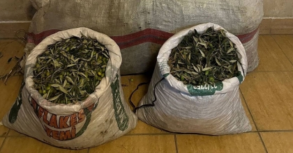 ZEYTİN HIRSIZLARI YAKALANDI