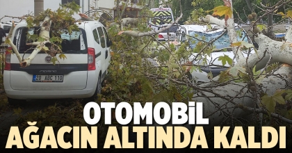 OTOMOBİL AĞACIN ALTINDA KALDI