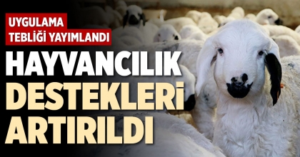 HAYVANCILIK DESTEKLERİ ARTIRILDI