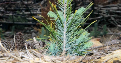 100. YIL ANISINA FİDANLAR TOPRAKLA BULUŞACAK