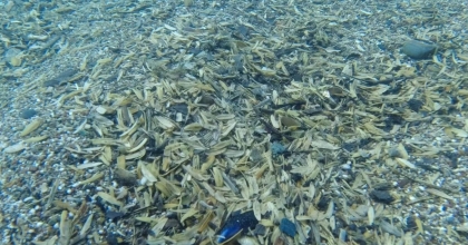 DENİZİN ALTI ÇEKİRDEK TARLASINA DÖNDÜ