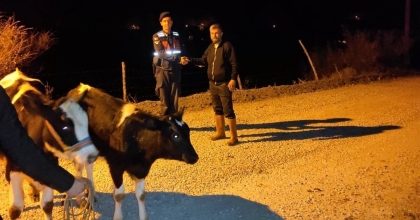 JANDARMA KAYBOLAN İNEKLERİ KISA SÜREDE BULDU