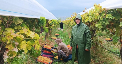 YAĞMUR ALTINDA ÜZÜM HASADI