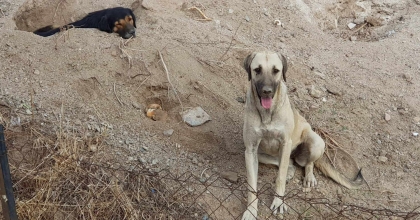 3 KÖPEĞİ KAMYONETE BİNDİRİP GÖTÜRDÜLER