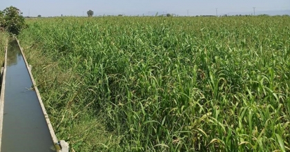 AYDIN’DA YEM BİTKİLERİNİN EKİMİ YAYGINLAŞTIRILIYOR