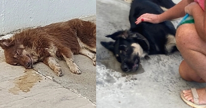 BODRUM’DA KÖPEKLERİ ZEHİRLEDİLER