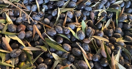 BODRUM GARAOVA’DA DİLMİT ZEYTİNİ ŞENLİĞİ DÜZENLENECEK