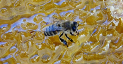 ÇAM BALI REKOLTESİNDE BEKLENTİLER GERÇEKLEŞMEDİ 