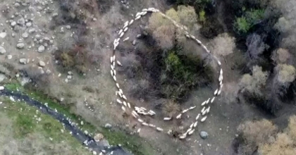 ÇİN’DEN SONRA TÜRKİYE’DE DE GÖRÜLDÜ