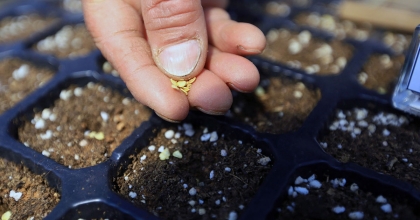 CUMHURİYET’İN 100. YILINDA 1 MİLYON YEREL TOHUM DAĞITILACAK