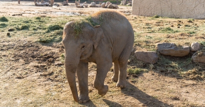 DOĞAL YAŞAM PARKININ FİLİ DENİZ, GAZİANTEP’E GİDİYOR
