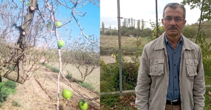 DOĞANIN DENGESİ BOZULDU, SONBAHARDA ÜRÜN VERDİ