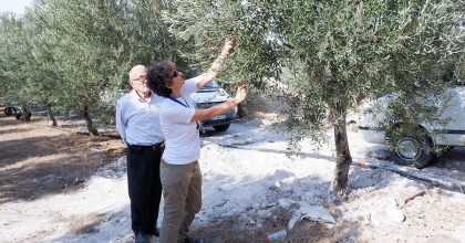 DOKTORLUĞU BIRAKIP ZEYTİN ÜRETİCİSİ OLDU