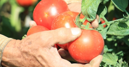 DOMATESTE GÜZ HASADI BAŞLADI