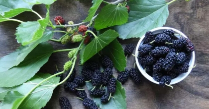 DUT YAPRAĞININ ŞAŞIRTICI FAYDALARI