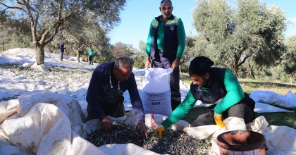 EFELER'İN ZEYTİNLERİ İÇİN HASAT BAŞLADI
