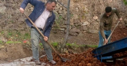 KESTANEDE BU YIL VERİM AZ KALİTE YÜKSEK  