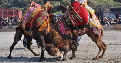 KOÇARLI’DA DEVE GÜREŞİ HEYECANI YAŞANACAK