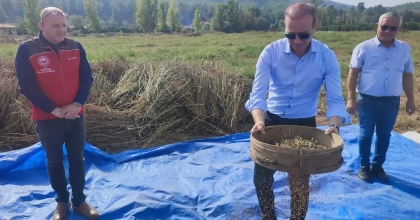 KÖYCEĞİZ KAYMAKAMI MASLAK HASADA KATILARAK SUSAM ELEDİ  