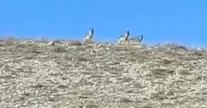 KOYUN SÜRÜSÜNE SALDIRMAYA HAZIRLANAN KURTLARI ÇİFTÇİLER ÖNLEDİ  