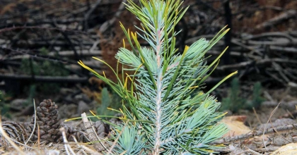 MUĞLA’DA 62 BİN FİDAN TOPRAKLA BULUŞACAK  