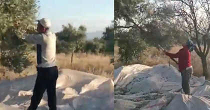 MUĞLA’DA ZEYTİN HASADI BAŞLADI  