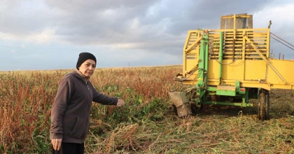 SANDIKLI’DA BU YIL 100 BİN TON ÜZERİNDE ŞEKER PANCARI REKOLTESİ BEKLENİYOR  