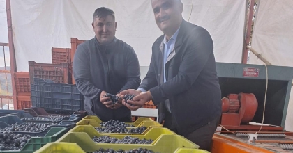 SARIGÖL'DE ZEYTİN HASADINA BAŞLANDI