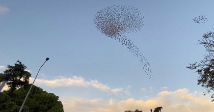 SIĞIRCIK KUŞLARININ GÖKYÜZÜNDEKİ DANSI HAYRAN BIRAKTI