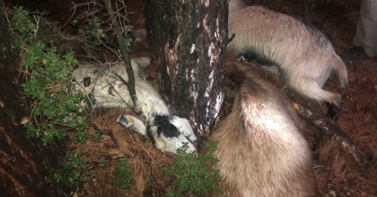 YILDIRIM 3 KÜÇÜKBAŞ HAYVANI TELEF ETTİ