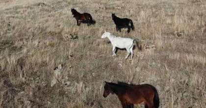 YILKI ATLARI DRON İLE DOĞAL ORTAMLARINDA GÖZLENDİ  