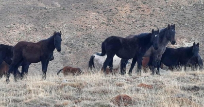 YÜZLERCE YILKI ATI DOĞASEVERLER TARAFINDAN GÖRÜNTÜLENDİ  
