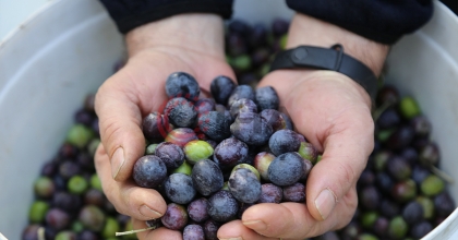 ZEYTİN HIRSIZI YAKALANDI