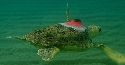 ‘GÜZEL İZMİR’ 4 GÜNDE 18 MİL YOL ALDI, İLK DURAĞI SAMOS OLDU