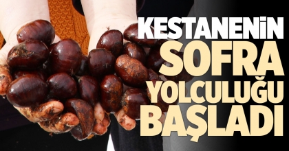 KESTANENİN SOFRA YOLCULUĞU BAŞLADI