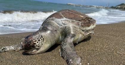 144 BİN 334 YAVRU CARETTA DENİZLE BULUŞTU