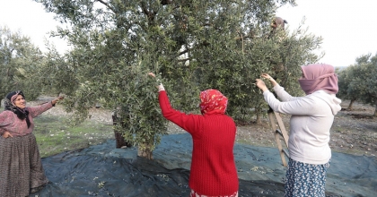 AKHİSAR'DA ZEYTİN HASADI DEVAM EDİYOR