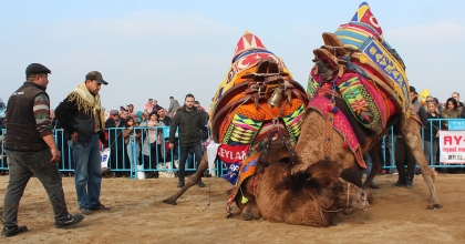 ALAŞEHİR GELENEKSEL DEVE GÜREŞLERİYLE RENKLENECEK