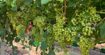 ALAŞEHİRLİ ÇİFTÇİLERE ÇKS UYARISI