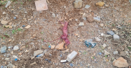 KORKUNÇ MANZARA! DERİSİNİ YÜZÜP ÇÖPE ATMIŞLAR