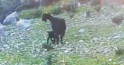 KEÇİ YAVRUSU İLE KURTARICISININ GÜLDÜREN DİYALOĞU