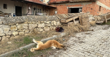 EVİNİN ÖNÜNDE BESLEDİĞİ KÖPEĞİNİ HAVALI TÜFEKLE VURDULAR