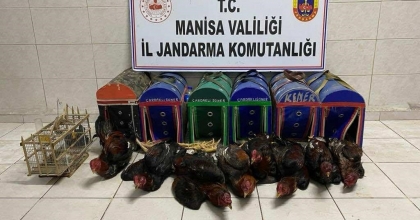 KIRAATHANEYİ HOROZ DÖVÜŞÜ RİNGİNE ÇEVİRMİŞLER