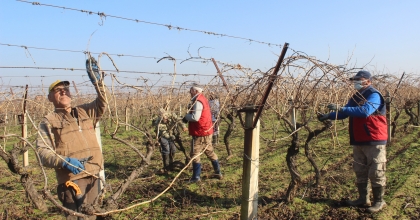 BAĞLARDA HUMMALI ÇALIŞMA